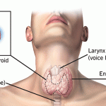 Understanding the thyroid gland