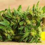 6 Factors You Want to Know About CBD Oil and Brain Health