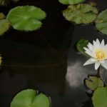 Keeping Your Pond Healthy: A Guide